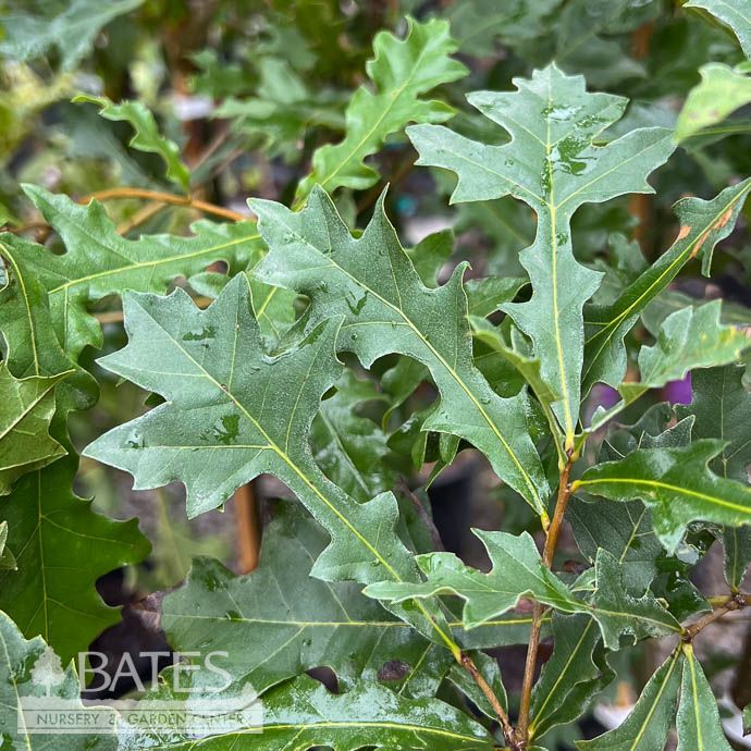 #5 Quercus lyrata/ Overcup Oak Native (TN)