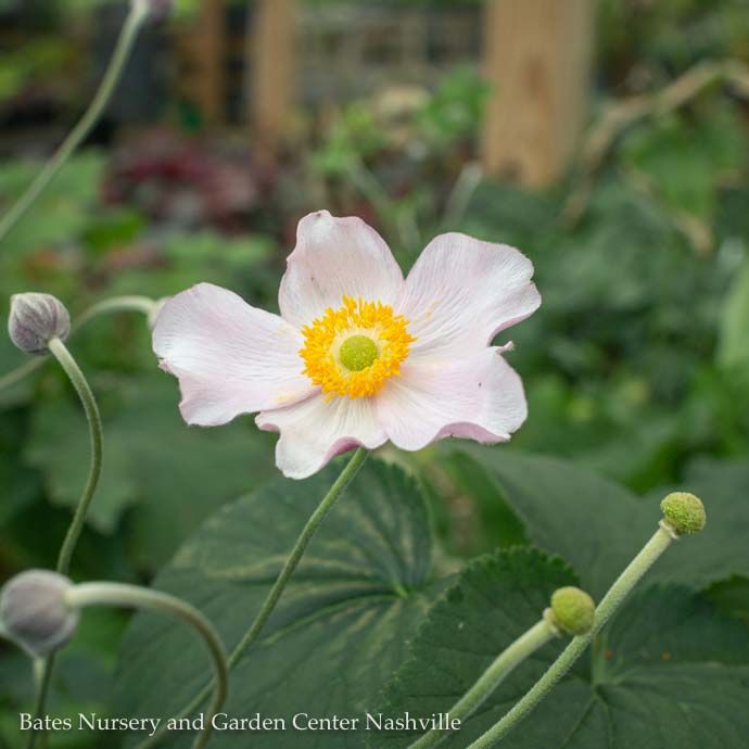 #1 Anemone tom Robustissima/ Pink Grapeleaf Windflower