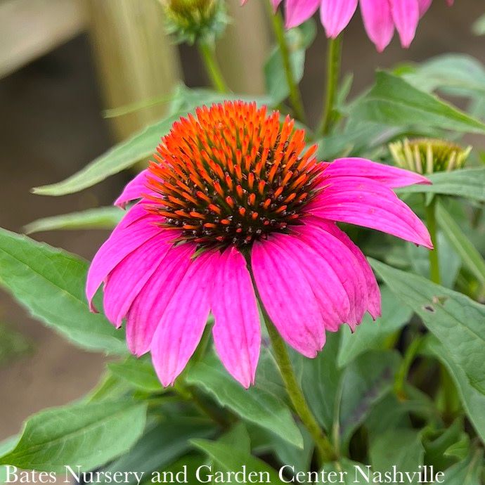 #1 Echinacea pur Pica Bella/ Compact Pink Coneflower Native (TN)