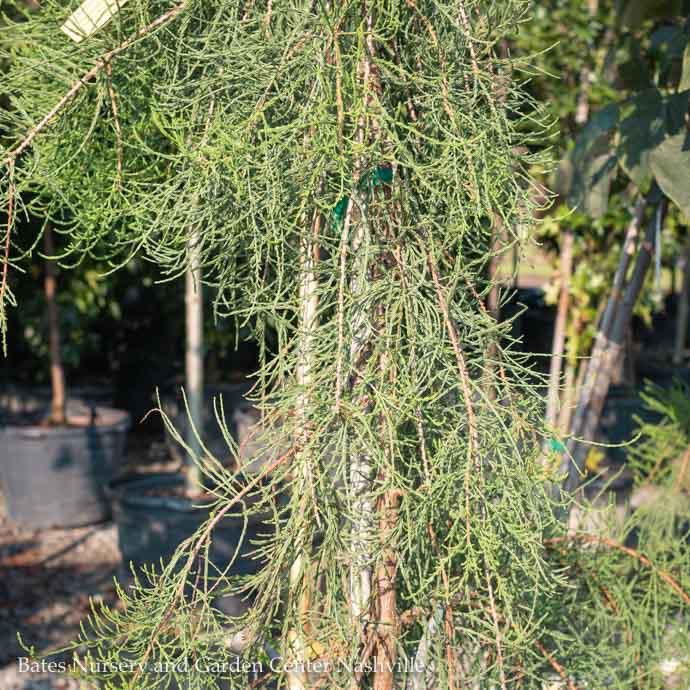 #10 Taxodium dist Rise and Fall/ Weeping Bald Cypress
