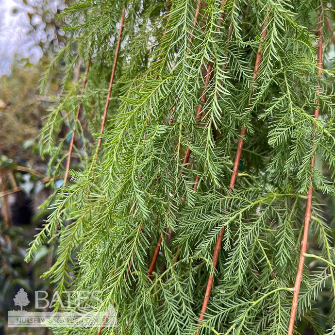 #10 Taxodium dist Falling Waters/ Weeping Bald Cypress