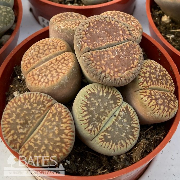 4p! Lithops /Living Stone Succulent /Tropical