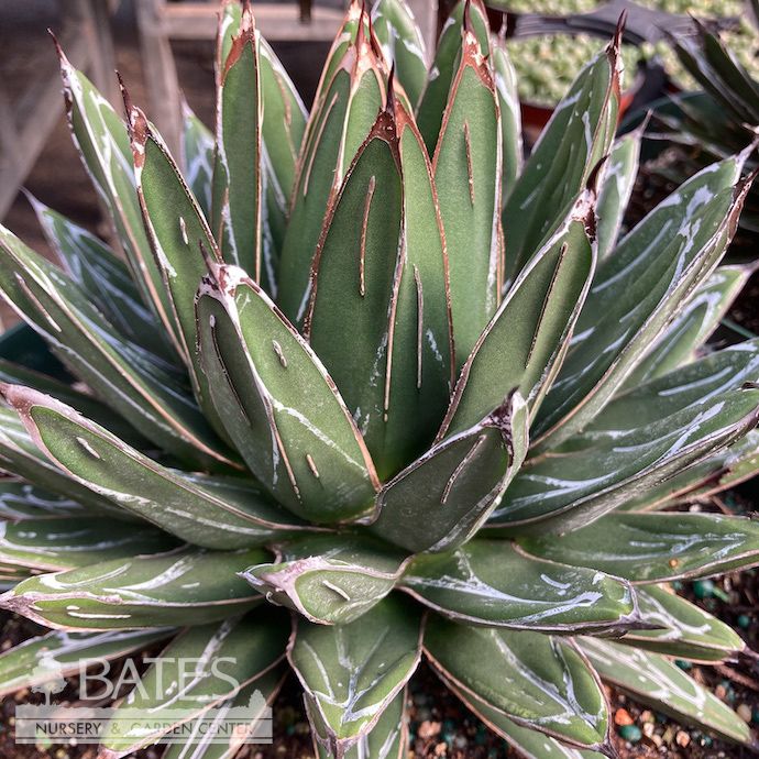 10p!  Agave Victoria Regina /Tropical
