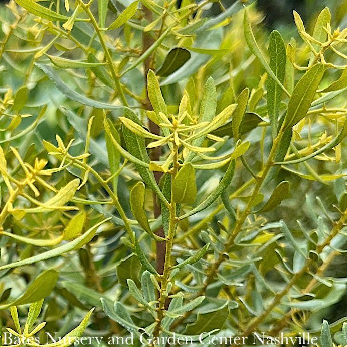 #3 Myrica cerifera Don&#39;s Dwarf/ Wax Myrtle Native (R)