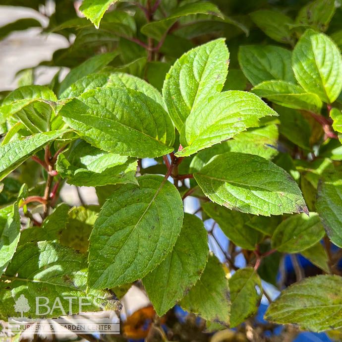 #2 Hydrangea pan Hot Sauce/ Panicle Lime Green, White to Rosy-red