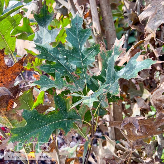 #15 Quercus palustris Green Pillar/ Columnar Pin Oak Native (TN)