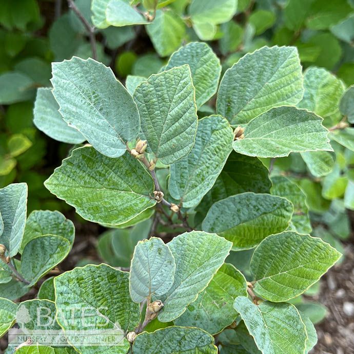 #3 Fothergilla x intermedia Blue Shadow/ Witch Alder Native (R)