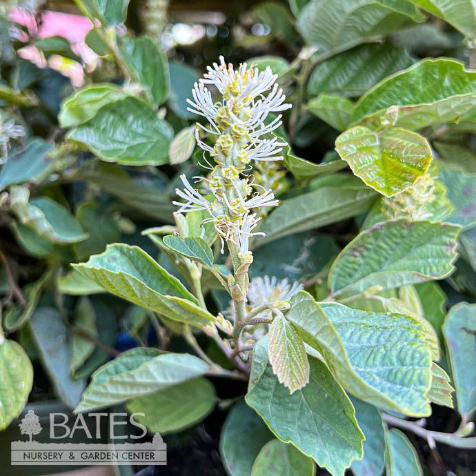 #3 Fothergilla x intermedia Blue Shadow/ Witch Alder Native (R)