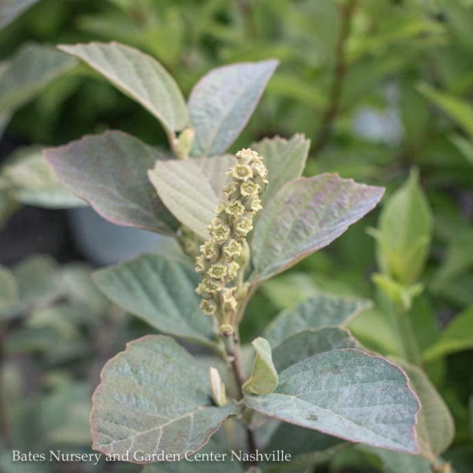 #3 Fothergilla x intermedia Blue Shadow/ Witch Alder Native (R)