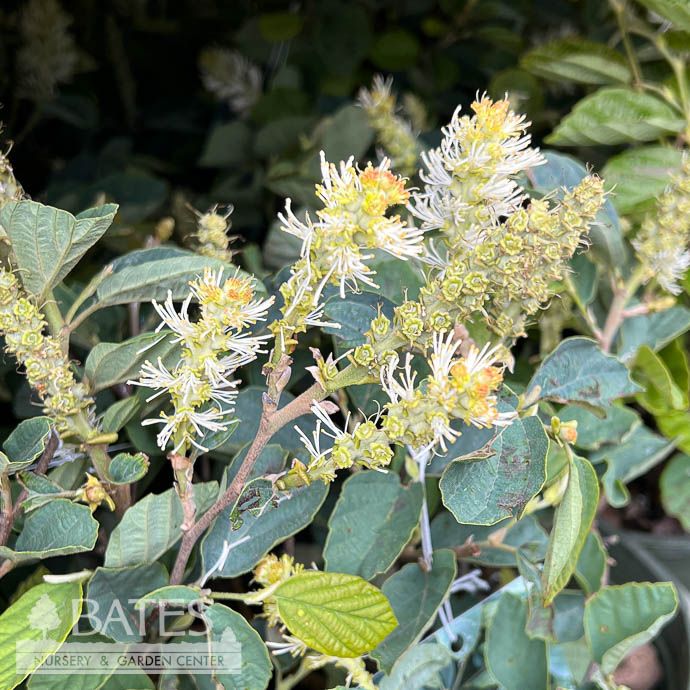 #3 Fothergilla x intermedia Blue Shadow/ Witch Alder Native (R)