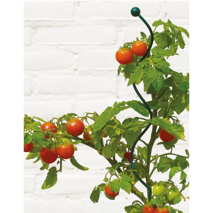 Tomato Stake Spiral 72&quot; Plastic coated Metal each Peacock