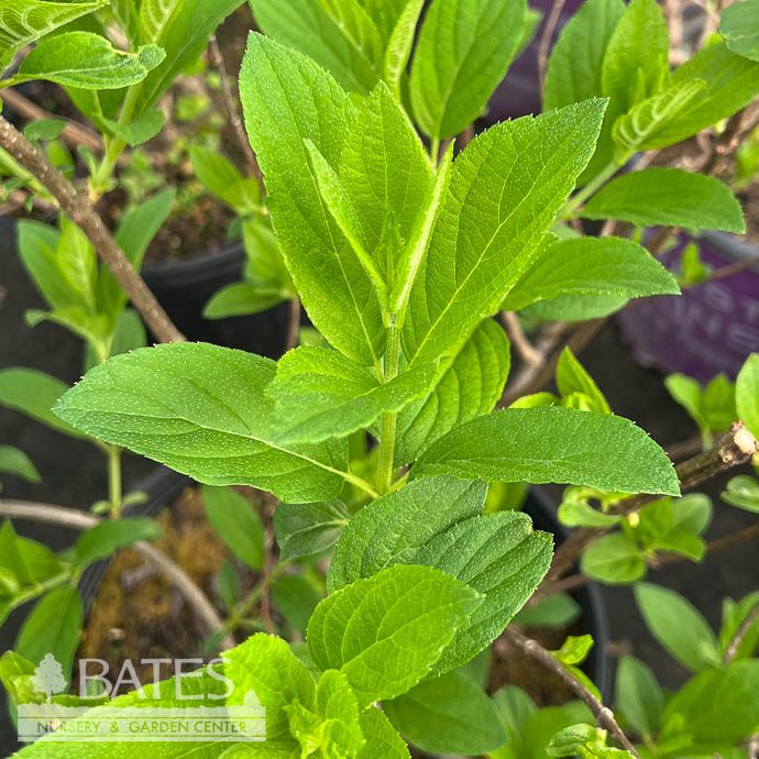 #3 Hydrangea pan Tardiva/ White Panicle