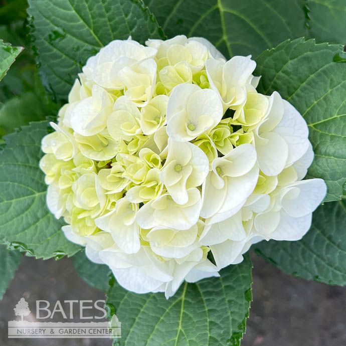#2 Hydrangea mac Hi &#39;White Sun&#39;/ Bigleaf/ Mophead White