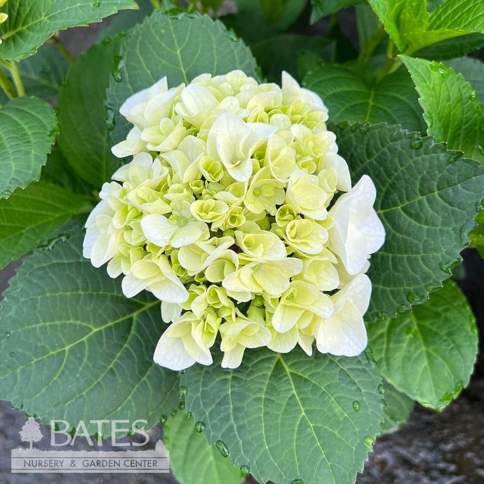 #2 Hydrangea mac Hi &#39;White Sun&#39;/ Bigleaf/ Mophead White