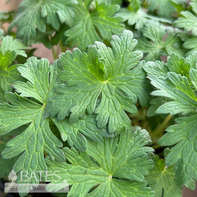 #1 Geranium Johnson&#39;s Blue/ Cranesbill