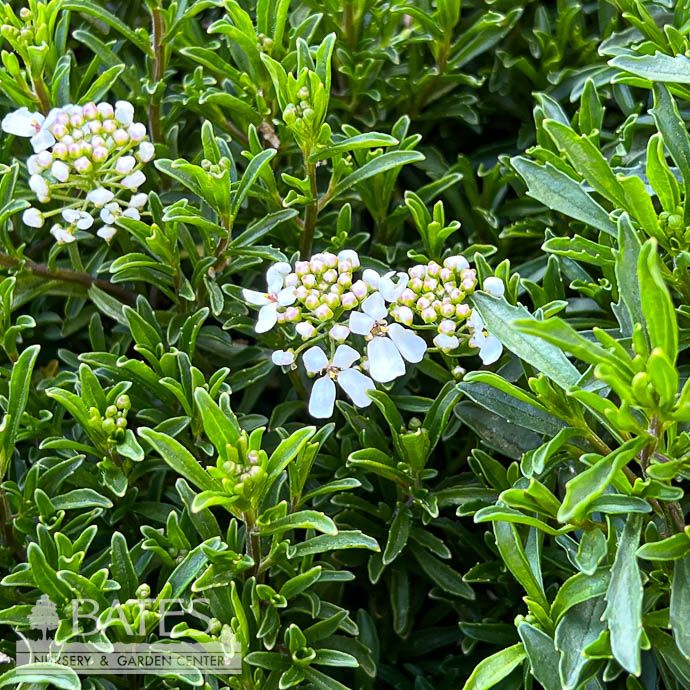 #1 Iberis x Summer Snowdrift/ White Candytuft
