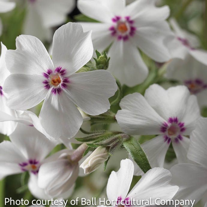 #1 Phlox sub Amazing Grace/ White with Pink Eye Creeping Native (TN)