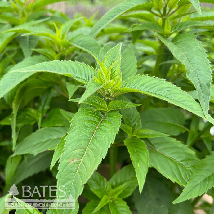 #1 Monarda fist AB Claire Grace/ Purple Pink Beebalm Native (TN)