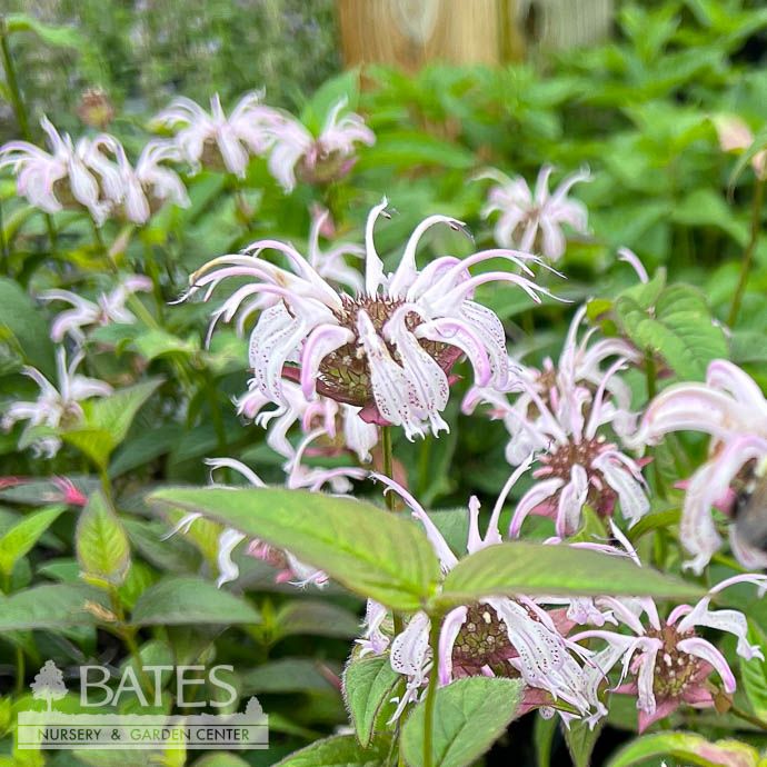 #1 Monarda brad Midnight Oil/ Eastern Beebalm Native (TN)