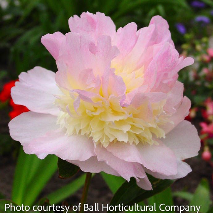 #2 Paeonia x Raspberry Sundae/ Pink w/ Cream Tones Dbl Peony