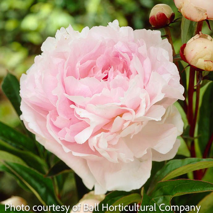 #2 Paeonia x Lady Orchid/ Dbl Soft Lavender Pink Peony