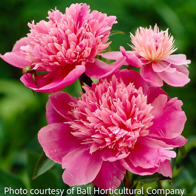 #2 Paeonia x Madame Emile Debatene/ Dbl Salmon Pink Peony