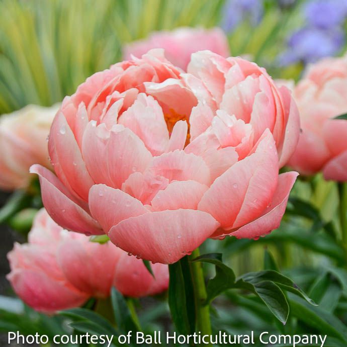 #1 Paeonia x Coral Charm/ Coral-Cream Semi-Dbl Peony