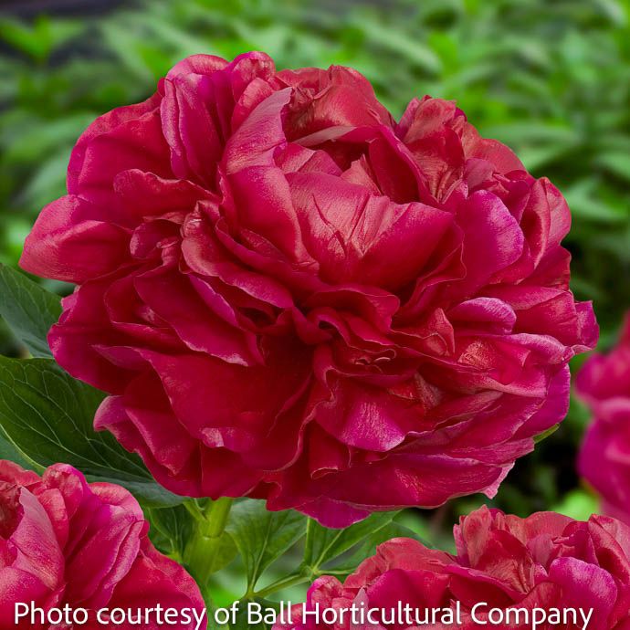 #3 Paeonia x Henry Bockstoce/Peony Dbl Red