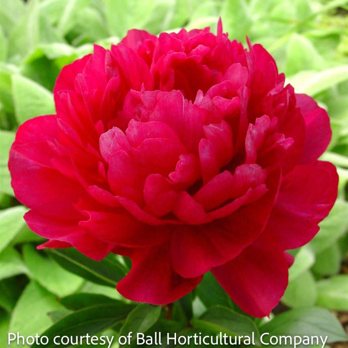 #2 Paeonia x Sarah Bernhardt RED/ Peony