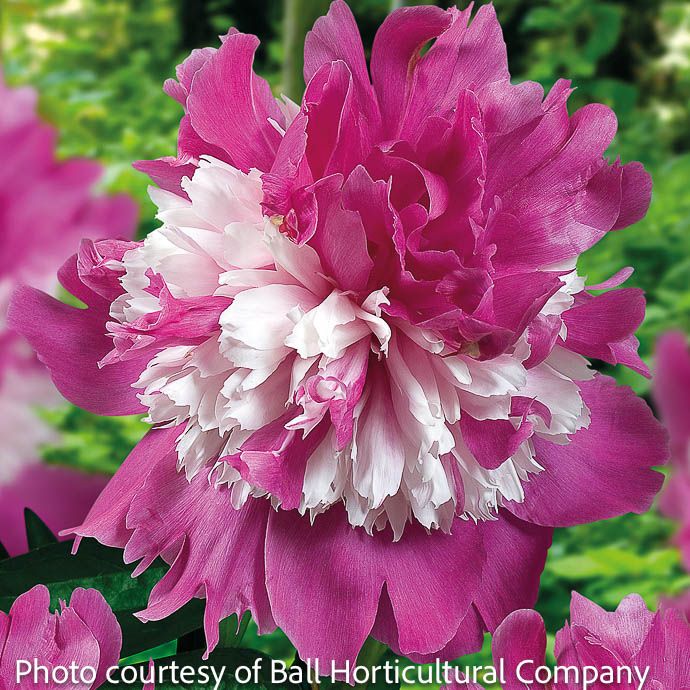 #1 Paeonia x Celebrity/ Dbl Pink w/ White Peony