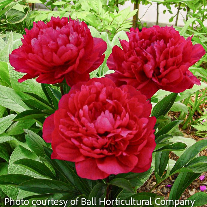 #3 Paeonia Red Magic/ Peony
