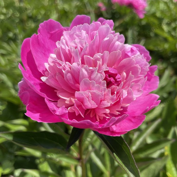 #1 Paeonia x Pink Pompadour/ Two Toned Fuchsia Peony