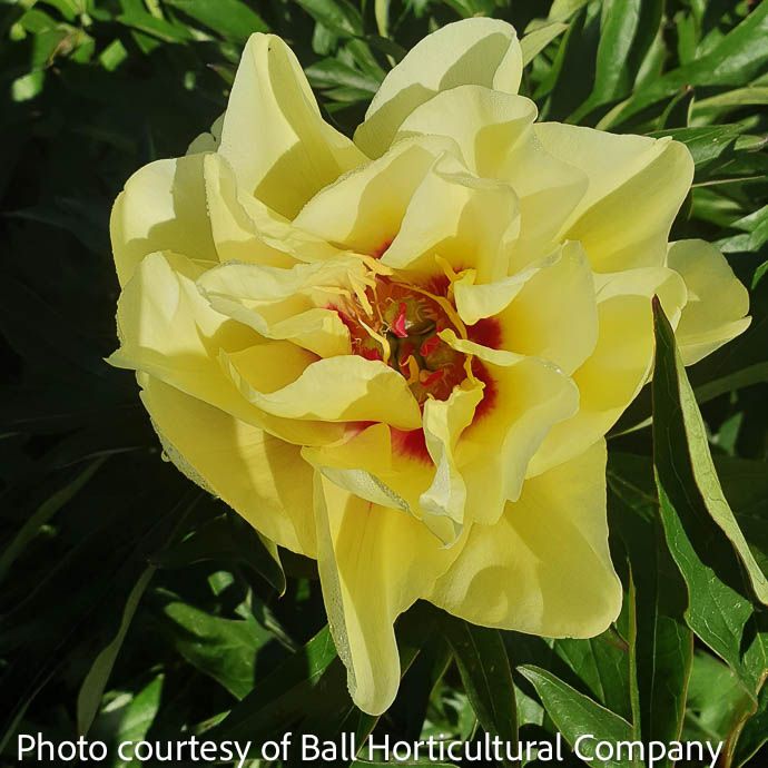 #2 Paeonia Yellow Waterlily/ Itoh Peony