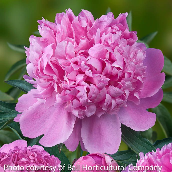 #1 Paeonia Monsieur Jules Elie/ Double Light Pink Peony