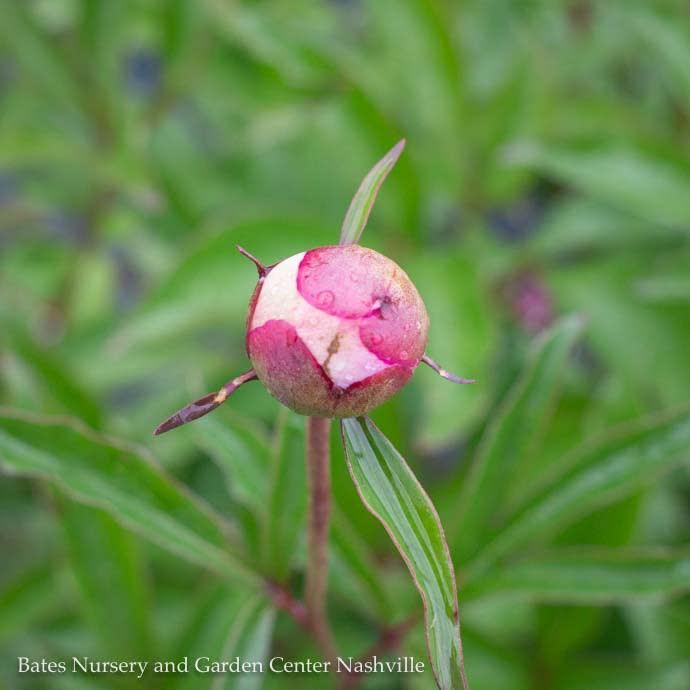 #1 Paeonia Monsieur Jules Elie/ Double Light Pink Peony