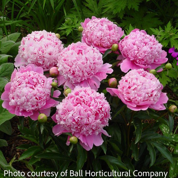 #1 Paeonia Monsieur Jules Elie/ Double Light Pink Peony