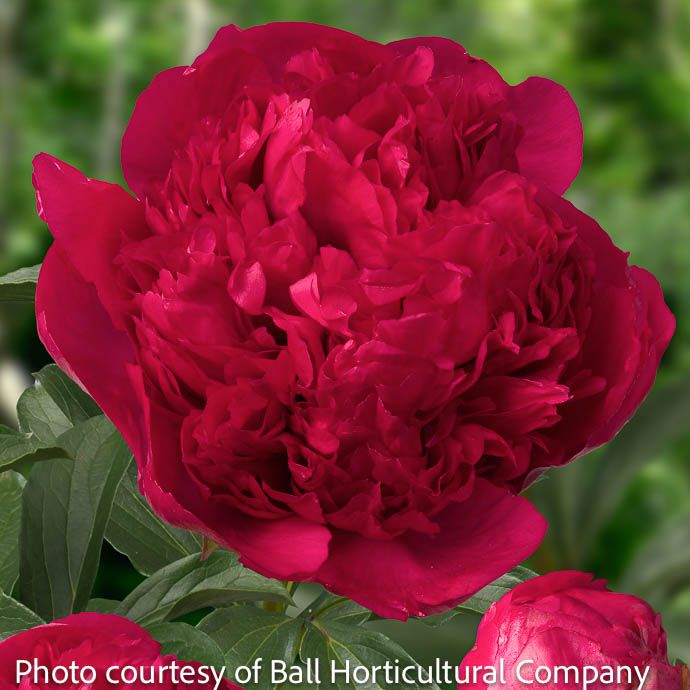 #1 Paeonia Command Performance/ Red Peony