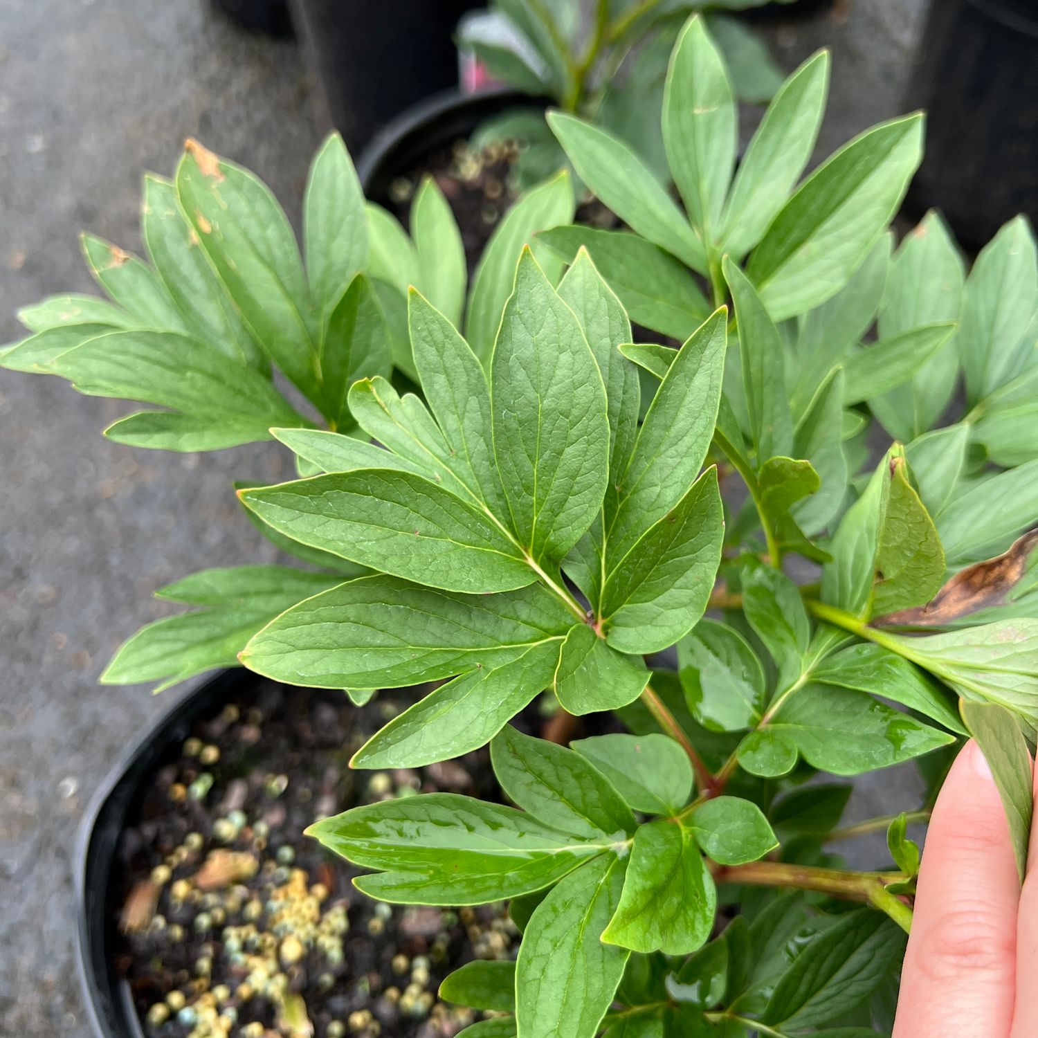 #1 Paeonia Command Performance/ Red Peony
