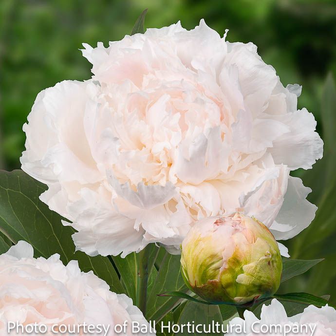 #1 Paeonia Brother Chuck/ Peony