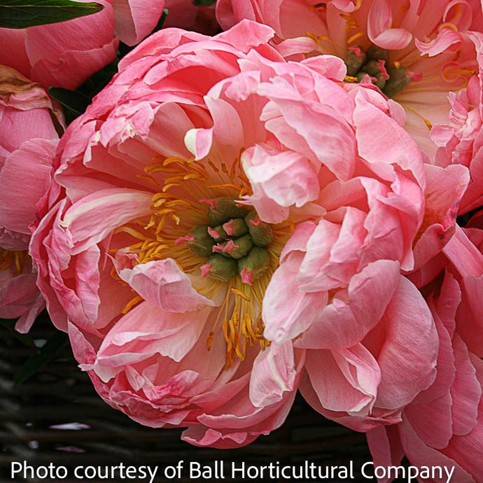 #1 Paeonia Coral Supreme/ Pink Peony