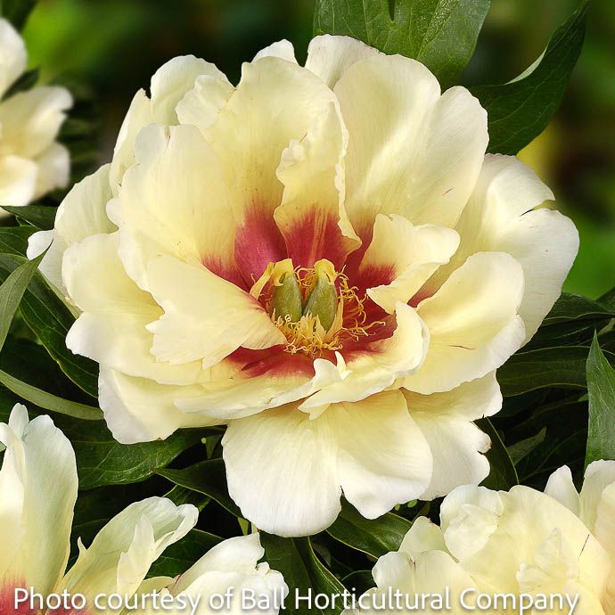#2 Paeonia Callie's Memory/ Yellow, Purple Itoh Peony