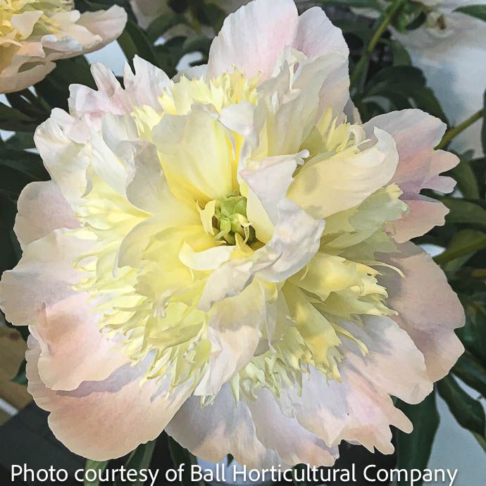 #1 Paeonia Honey Gold/ White and Yellow Peony