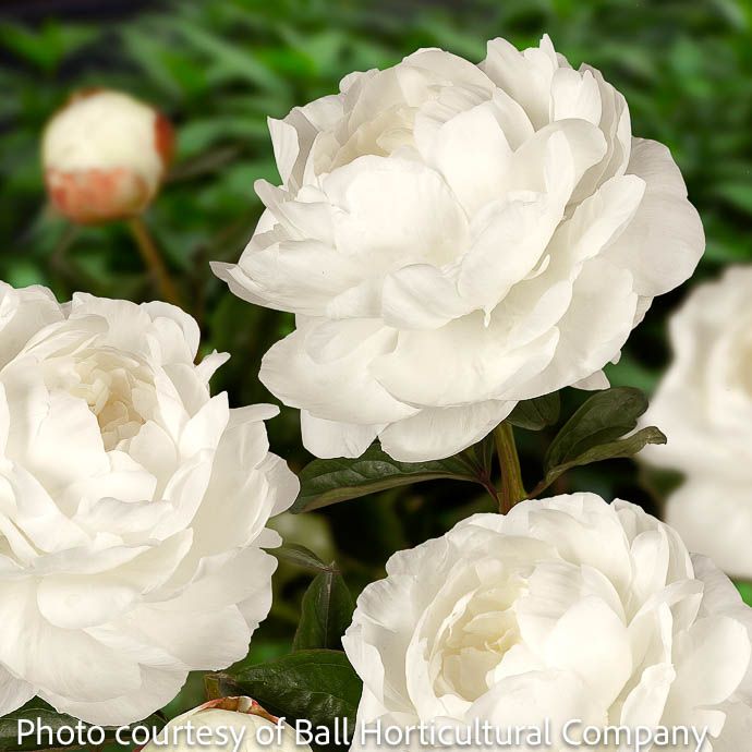 #1 Paeonia lac Elsa Sass/ White Peony