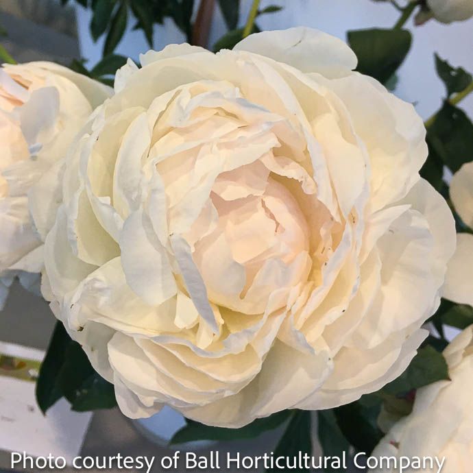 #1 Paeonia lac Elsa Sass/ White Peony