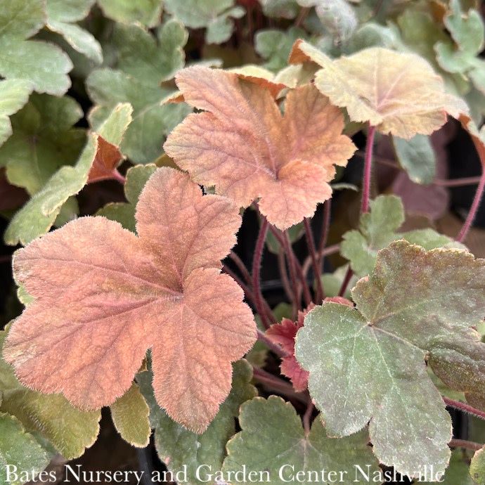 #1 Heucherella x Pumpkin Spice/ Foamy Bells