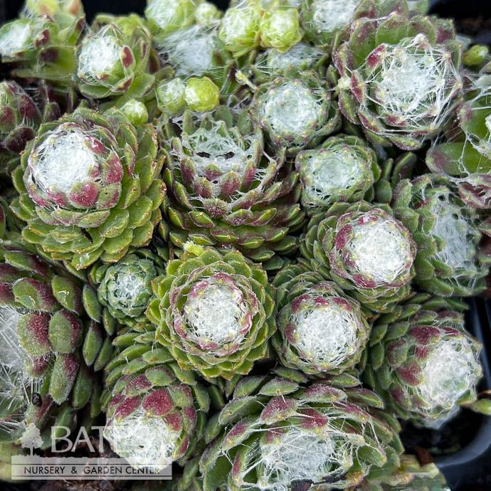 QP Sempervivum Forest Frost/ Hens and Chicks