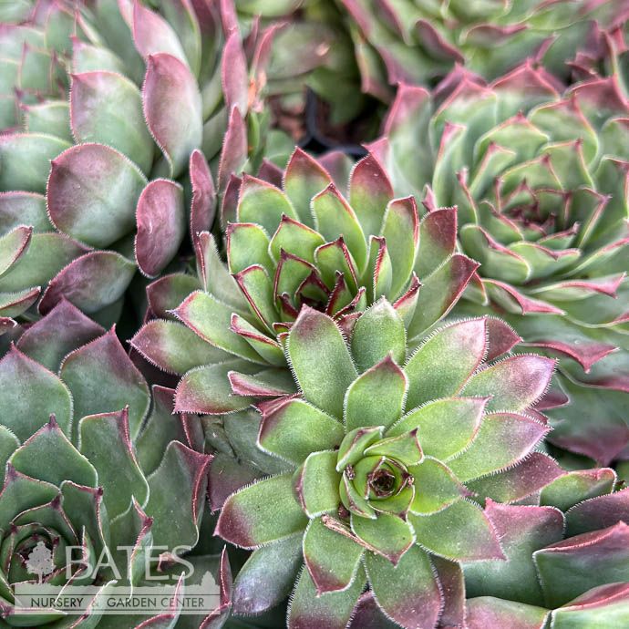 4p Sempervivum Carmen/ Hens and Chicks