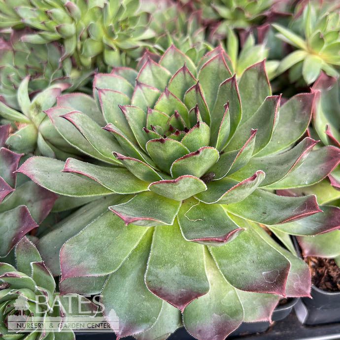 4p Sempervivum Carmen/ Hens and Chicks