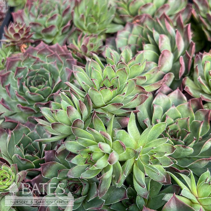 4p Sempervivum Carmen/ Hens and Chicks