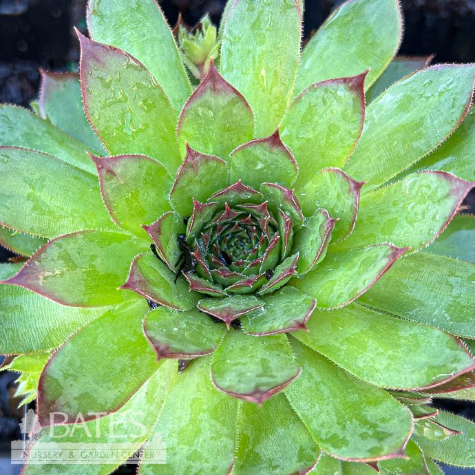 QP Sempervivum Sunset/  Hens and Chicks